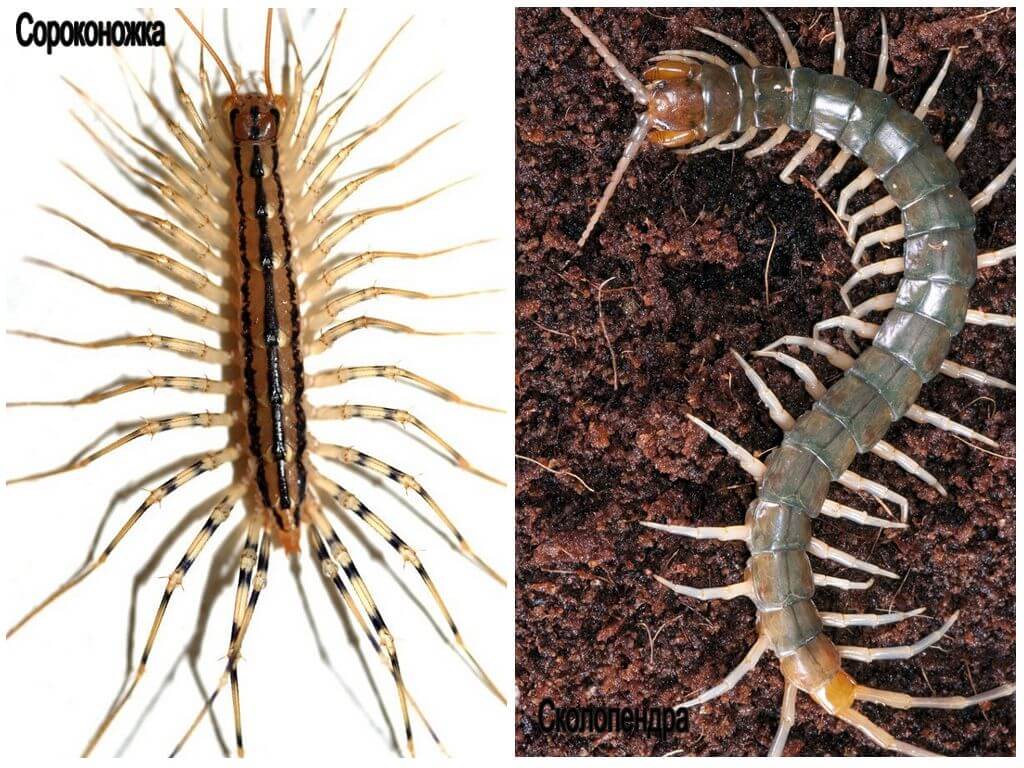 Mille-pattes et Scolopendra