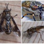 Insecte