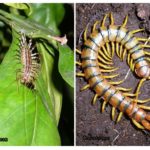 Mille-pattes et Scolopendra