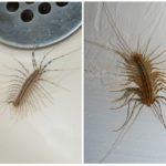Centipede dans l'appartement