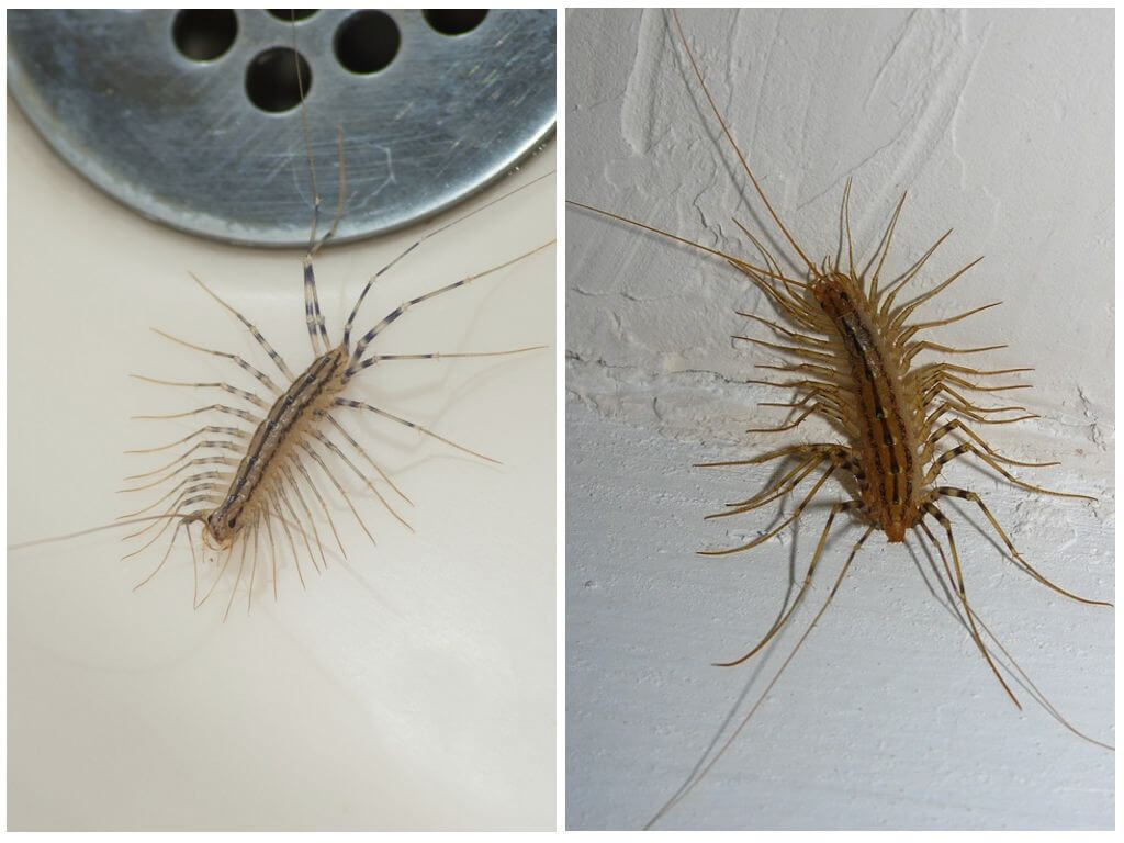 Centipede dans l'appartement