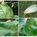 Aleurodes et pucerons sur les plantes d'intérieur