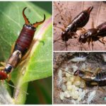 Earwig