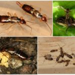 Reproduction de Earwig