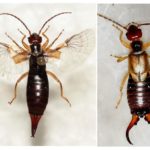 L'apparition de l'insecte