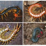 Espèces Scolopendra