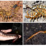 Scolopendra Variétés