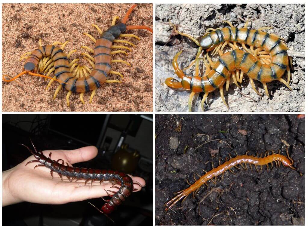 Scolopendra Variétés