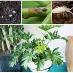 Rootworms, faux et blanc fou