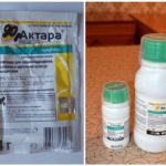 Aktara από το σκαθάρι της πατάτας του Κολοράντο