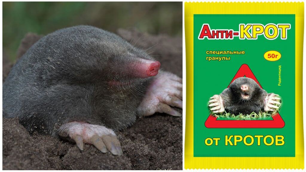 Antikrot pour la lutte antiparasitaire