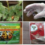 Préparations biologiques pour le traitement de la pomme de terre
