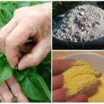 Combattre le doryphore de la pomme de terre sans chimie