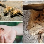 Abeilles dans une maison en bois