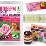 Phyto ferme du doryphore de la pomme de terre