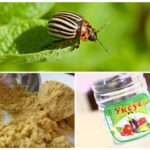 Moutarde et vinaigre du doryphore