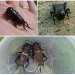 Cricket sur le terrain