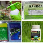 Des produits chimiques pour tuer les coléoptères