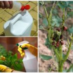 Produits chimiques contre le doryphore