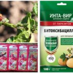 Produits chimiques pour la destruction du doryphore de la pomme de terre