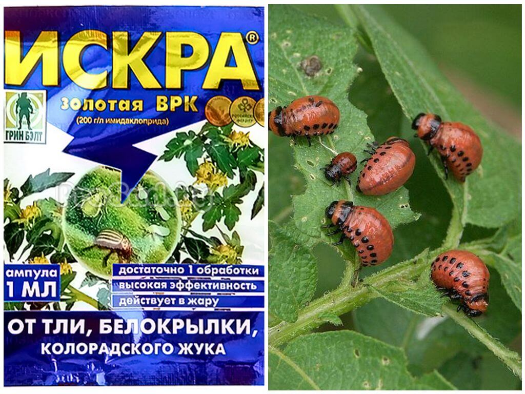 Golden Spark ενάντια στο σκαθάρι της πατάτας Κολοράντο