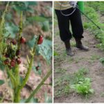 Saupoudrer des pommes de terre de coléoptères