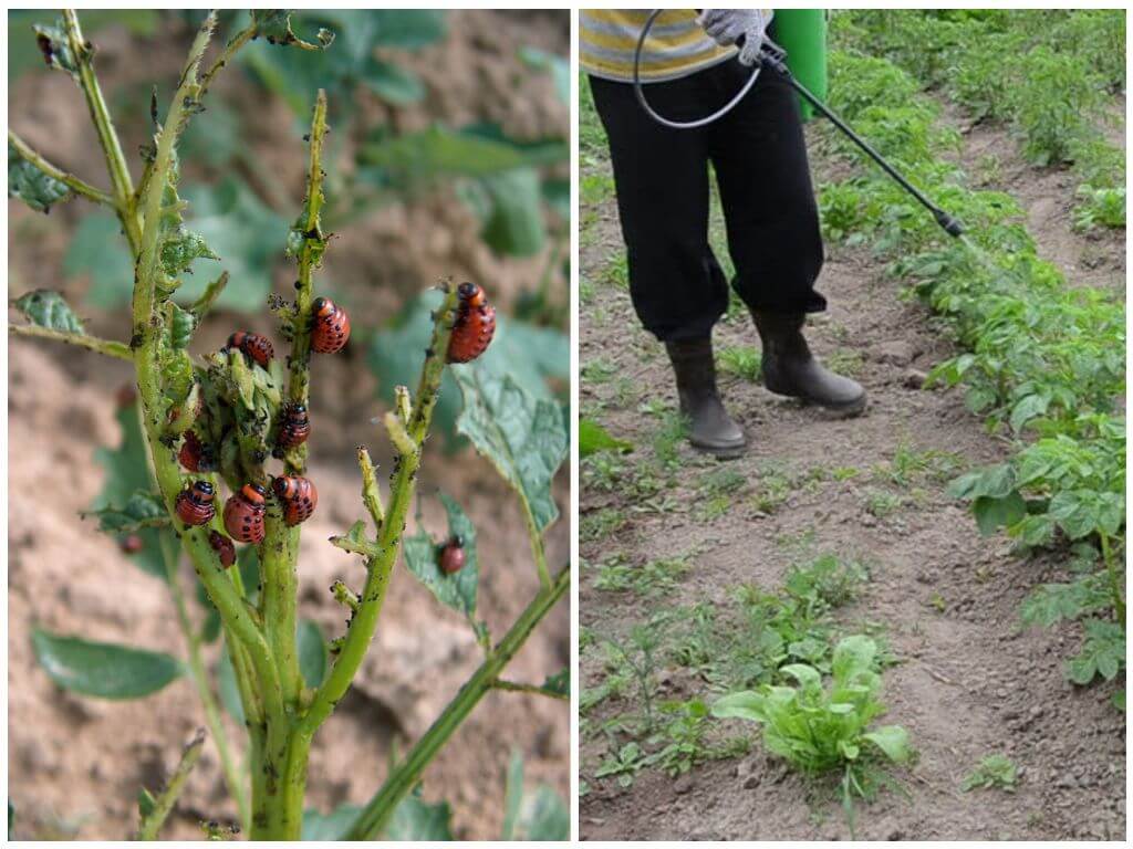 Saupoudrer des pommes de terre de coléoptères