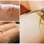 Les moustiques