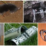 Pièges à rats et à taupes
