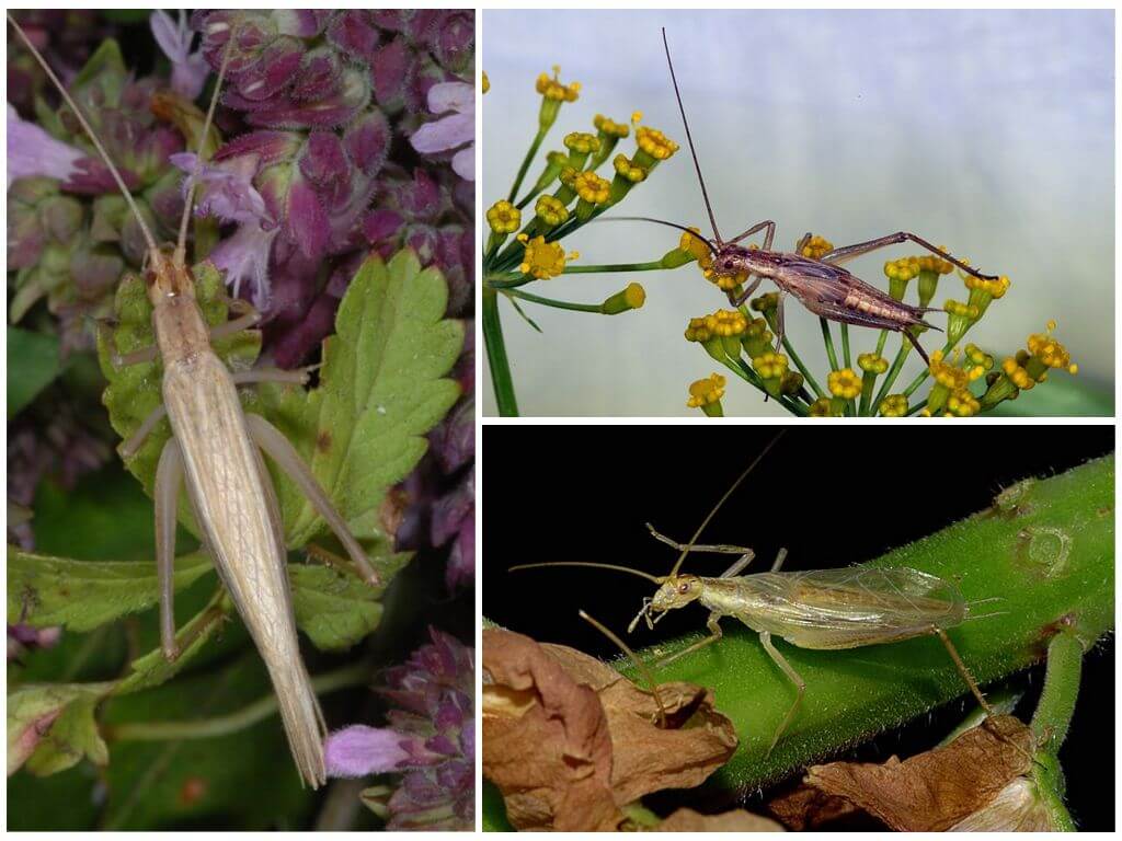 Cricket de Crimée