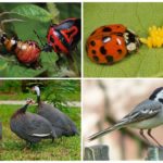 Méthodes biologiques pour se débarrasser du doryphore de la pomme de terre