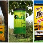 Pièges prêts pour les frelons et les guêpes