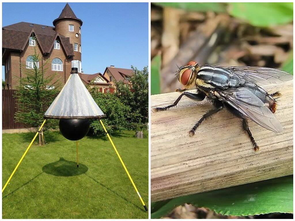 Pièges faits maison pour les mouches et les mouches