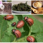 Méthodes populaires de protection de la pomme de terre