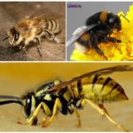 Abeille, bourdon et guêpe
