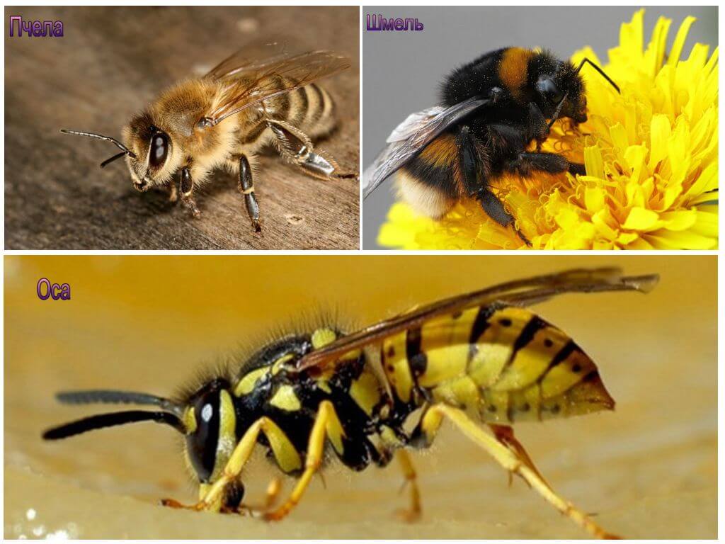 Abeille, bourdon et guêpe