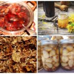 Infusions et décoctions de doryphore