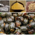 Moyens d'épousseter les aubergines du doryphore de la pomme de terre