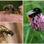 Abeille, bourdon et guêpe