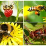 Différence d'un bourdon, frelon, guêpe, abeille