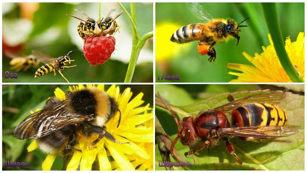 Différence d'un bourdon, frelon, guêpe, abeille