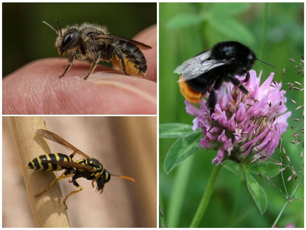 Abeille, bourdon et guêpe