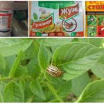 Poison de coléoptères sur les pommes de terre