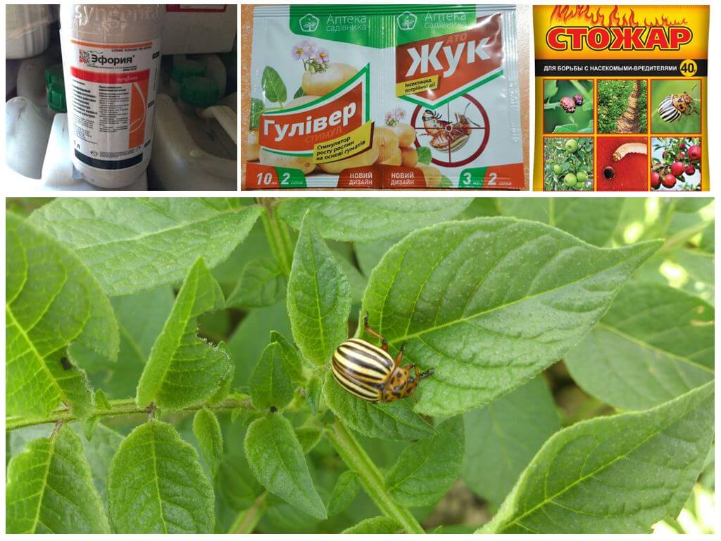 Poison de coléoptères sur les pommes de terre