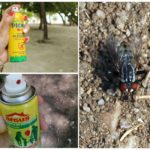 Spray de mouches et de mouches
