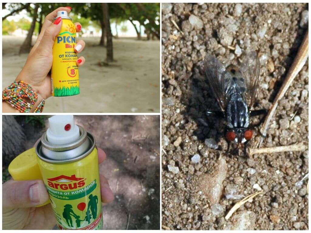 Spray de mouches et de mouches