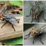 Gadfly peau humaine