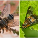 Papillon et papillon