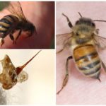 Abeille et sa piqûre