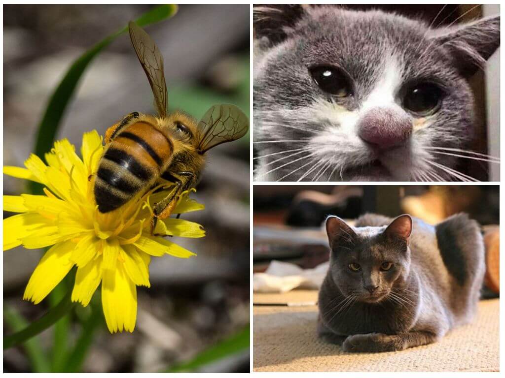 Abeille piquent sur les chats